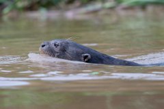 DPPhotography - Pantanal - Giant otter - BW