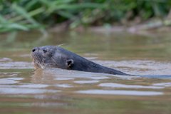 DPPhotography - Pantanal - Giant otter - BX