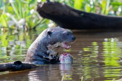 DPPhotography - Pantanal - Giant otter - BY