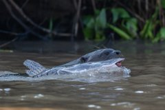 DPPhotography - Pantanal - Giant otter - C