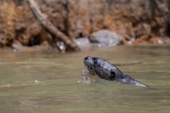 DPPhotography - Pantanal - Giant otter - CA