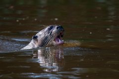 DPPhotography - Pantanal - Giant otter - CB