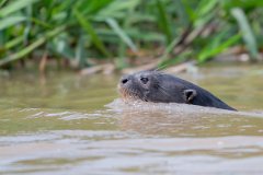 DPPhotography - Pantanal - Giant otter - CC