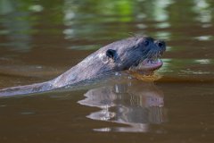 DPPhotography - Pantanal - Giant otter - CD