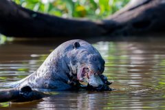 DPPhotography - Pantanal - Giant otter - CE