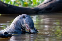 DPPhotography - Pantanal - Giant otter - CF