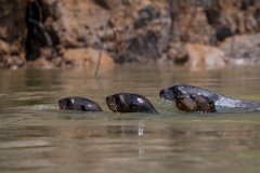 DPPhotography - Pantanal - Giant otter - CG