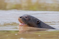 DPPhotography - Pantanal - Giant otter - CH