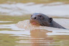 DPPhotography - Pantanal - Giant otter - CI
