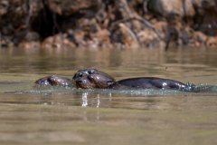 DPPhotography - Pantanal - Giant otter - CL
