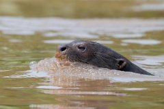 DPPhotography - Pantanal - Giant otter - CM