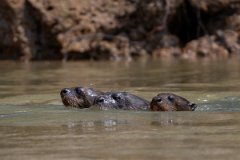 DPPhotography - Pantanal - Giant otter - CN