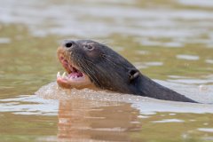 DPPhotography - Pantanal - Giant otter - CO