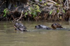 DPPhotography - Pantanal - Giant otter - CP