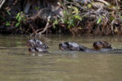 DPPhotography - Pantanal - Giant otter - CQ