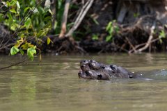 DPPhotography - Pantanal - Giant otter - CR