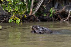 DPPhotography - Pantanal - Giant otter - CS