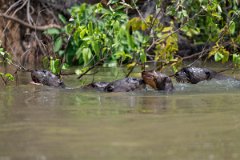 DPPhotography - Pantanal - Giant otter - CT