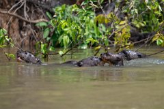 DPPhotography - Pantanal - Giant otter - CU