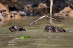 DPPhotography - Pantanal - Giant otter - CV
