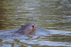 DPPhotography - Pantanal - Giant otter - CW