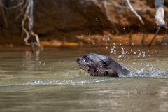 DPPhotography - Pantanal - Giant otter - CX
