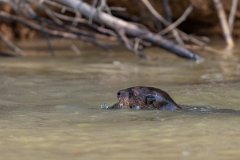DPPhotography - Pantanal - Giant otter - CZ