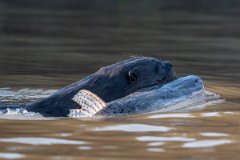 DPPhotography - Pantanal - Giant otter - D