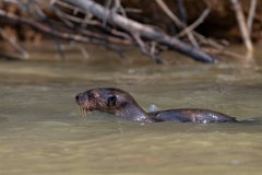 DPPhotography - Pantanal - Giant otter - DA