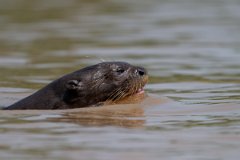 DPPhotography - Pantanal - Giant otter - DB
