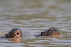 DPPhotography - Pantanal - Giant otter - DC