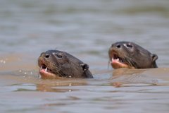 DPPhotography - Pantanal - Giant otter - DD