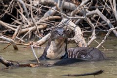 DPPhotography - Pantanal - Giant otter - DF