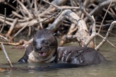 DPPhotography - Pantanal - Giant otter - DG