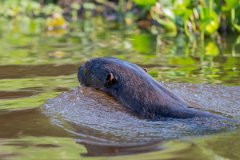 DPPhotography - Pantanal - Giant otter - DH