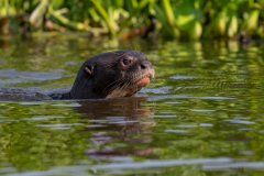 DPPhotography - Pantanal - Giant otter - DI