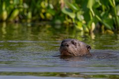 DPPhotography - Pantanal - Giant otter - DJ