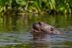 DPPhotography - Pantanal - Giant otter - DK
