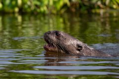 DPPhotography - Pantanal - Giant otter - DL
