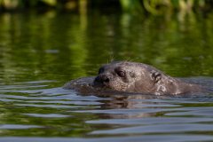 DPPhotography - Pantanal - Giant otter - DM