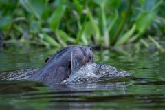 DPPhotography - Pantanal - Giant otter - DN