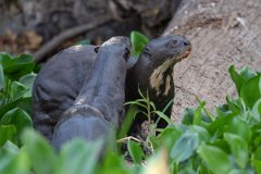 DPPhotography - Pantanal - Giant otter - DO