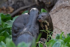DPPhotography - Pantanal - Giant otter - DP