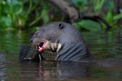 DPPhotography - Pantanal - Giant otter - DQ