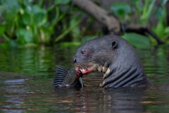 DPPhotography - Pantanal - Giant otter - DR
