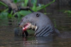 DPPhotography - Pantanal - Giant otter - DS