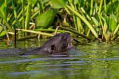 DPPhotography - Pantanal - Giant otter - DT
