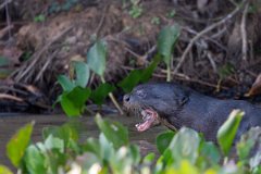 DPPhotography - Pantanal - Giant otter - DU