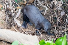 DPPhotography - Pantanal - Giant otter - DV