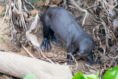 DPPhotography - Pantanal - Giant otter - DW